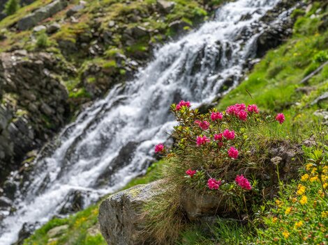 A waterfall flows over green meadows. Colorful flowers, especially pink ones, bloom along the shore.